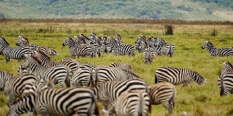 14 Days Kilimanjaro Day Hike, Safari, & Zanzibar Beach