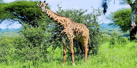 12 روز پیاده روی و سافاری با بودجه کلیمانجارو از کلیمانجارو بین المللی (Jro) (2026 - 2027)