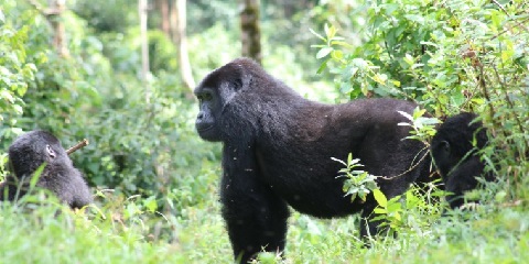17 Deeg Tanzania Safari vum Moshi & Rwanda Gorillas Trek (2026 - 2027)