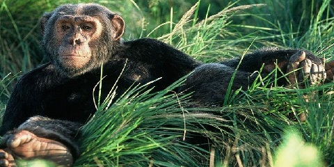 6 Days Private Luxury Migrations Safari from Moshi