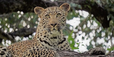 1 Day Group Budget Safari in Tanzania from Zanzibar