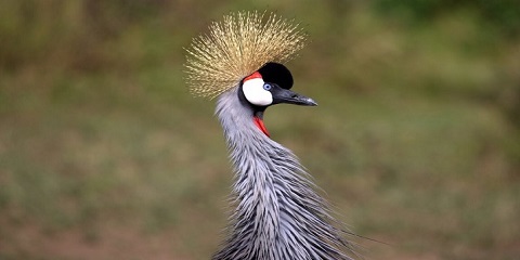Safari Mewah Kumpulan Tanzania 5 Hari dari Karatu di Tanzania
