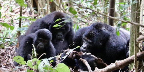 Nayrobidan 6 kunlik Tanzaniya guruhi o'rta masofali Safari