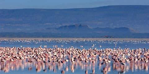 6 Days Private Mid Range Tanzania Safari from Zanzibar