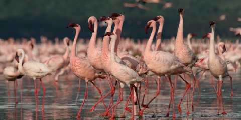 6-Day Tanzania Group Budget Safari from Dar Es Salaam