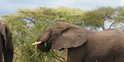 12 Days Luxury Tanzania Safari & Zanzibar
