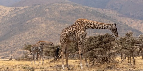 3 Days Group Mid-Range Safari in Tanzania from Arusha