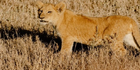 6 Days Group Budget Safari in Tanzania from Arusha