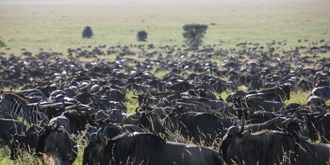 5 Days Private Budget Migration Safari from Zanzibar
