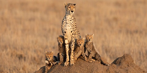 2-дневное сафари в кемпинге в Танзании (озеро Маньяра и Нгоронгоро) из Аруши