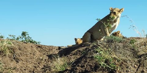تنزانیہ میں 5 دن کی نجی لگژری سفاری اور زنجبار میں چھٹیاں (2026 - 2027)
