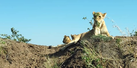 تنزانيا ۾ موشي کان 4 ڏينهن گروپ بجيٽ سفاري (2026 - 2027)