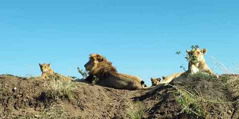 6 Days Group Luxury Safari in Tanzania from Dar Es Salaam