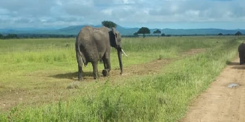 5 Days Group Mid-Range Safari from Dar-Es-Salaam
