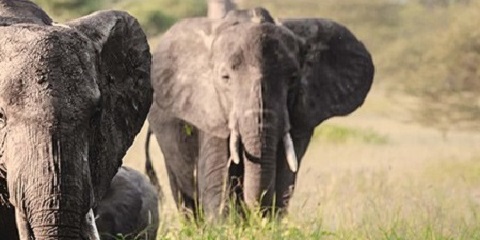1 Day Ngorongoro Group Safari in Tanzania from Arusha
