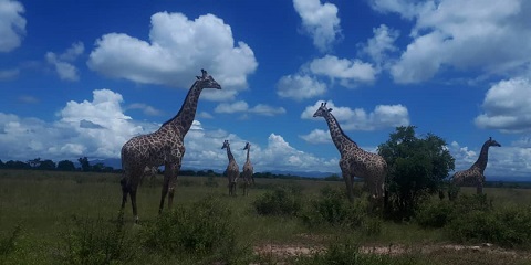 3 Days Group Luxury Safari from Moshi