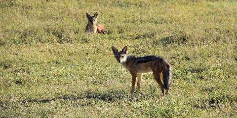 1 Day Group Budget Safari in Tanzania from Zanzibar