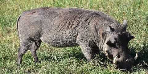 4 Days Private Mid-Range Safari in Tanzania from Moshi