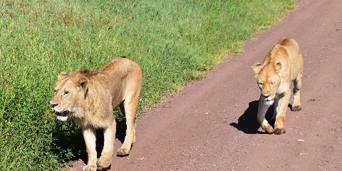 1 Day Group Budget Safari in Tanzania from Moshi