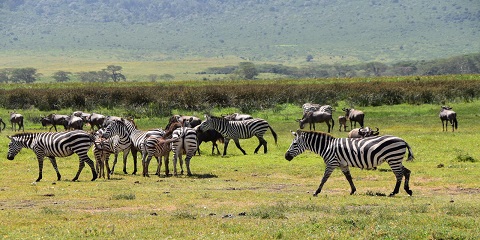 سافاری 9 روزه با بودجه خصوصی از آروشا در تانزانیا (2026 - 2027)