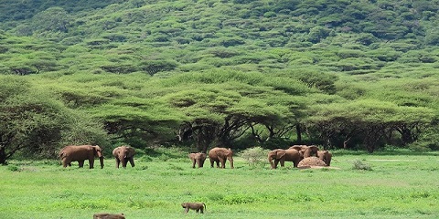 4 Days Group Luxury Safari in Tanzania from Arusha