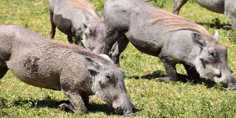 5 Days Group Budget Safari in Tanzania from Zanzibar