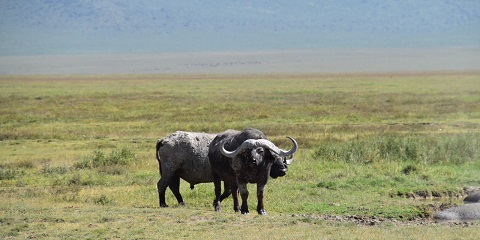 4 Days Mid-Range Mwanza to Serengeti & Ngorongoro