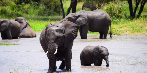 5 Days Group Luxury Safari in Tanzania from Arusha