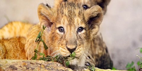 3 Days Group Luxury Safari in Tanzania from Arusha