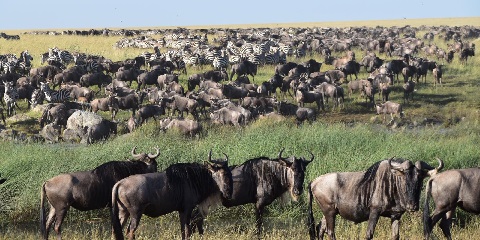 5 Days Private Budget Migration Safari from Moshi