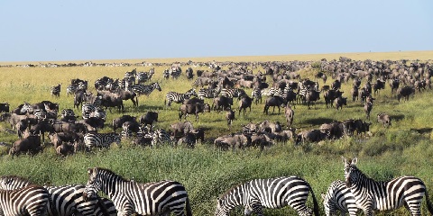3 Days Luxury Serengeti Safari from Mwanza