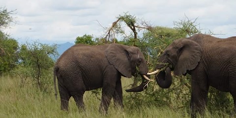 4 Days Group Mid-Range Safari in Tanzania from Moshi
