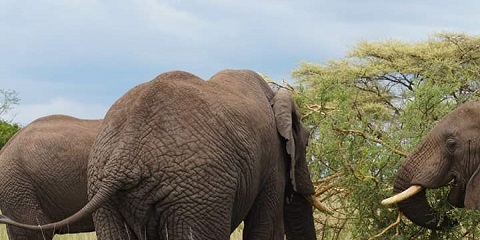 6 Days Group Budget Safari in Tanzania from Zanzibar