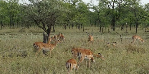 5 Days Private Luxury Migration Safari from Zanzibar
