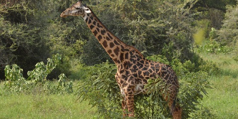 Доступное 4-дневное сафари в Серенгети и кемпинге Нгоронгоро