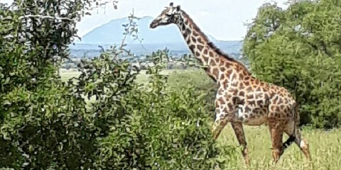 1 Day Tarangire Group Safari in Tanzania from Arusha