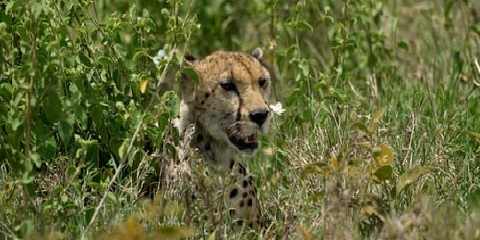 Safari Anggaran Pribadi 2 Hari dari Moshi di Tanzania (2026 - 2027)