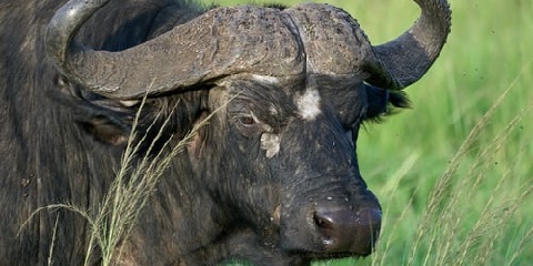 5 Days Group Luxury Safari in Tanzania from Moshi