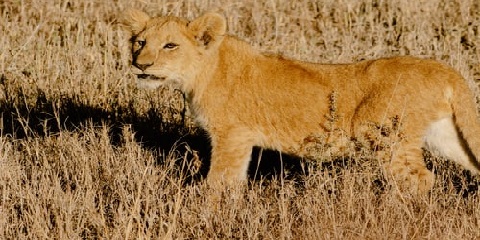 Safari econômico de grupo de 5 dias na Tanzânia saindo de Dar Es Salaam