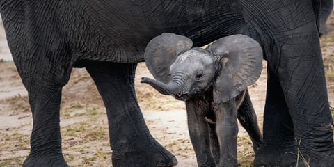 1 Day Ngorongoro Crater Private Safari from Arusha