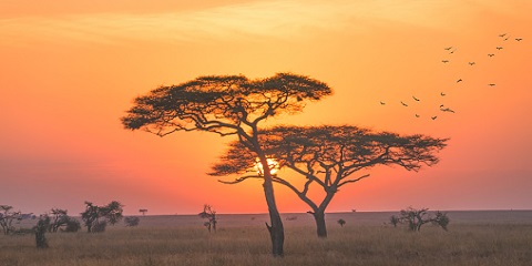 6 Days Group Luxury Safari in Tanzania from Zanzibar