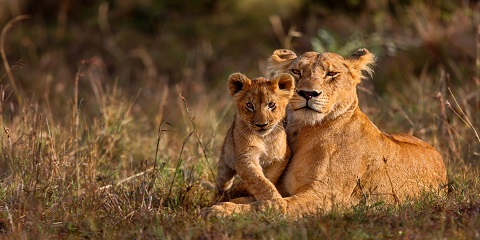 4 Days Private Luxury Safari in Tanzania from Zanzibar