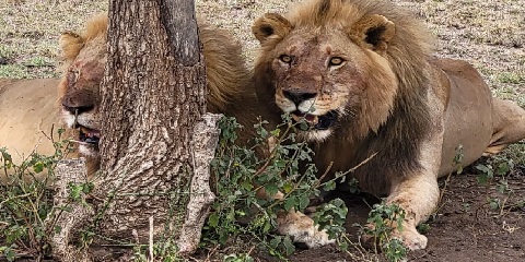 5 Days Private Budget Safari in Tanzania from Zanzibar