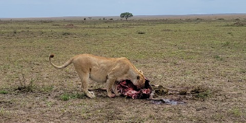 5 Days Group Mid-Range Safari in Tanzania from Moshi