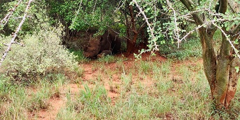 12 روز سافاری میان رده خصوصی از نایروبی در کنیا و تانزانیا (2026 - 2027)