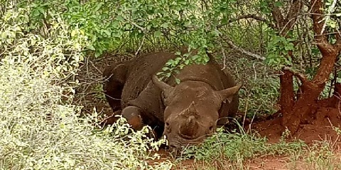 5 Days Private Budget Safari in Tanzania from Moshi
