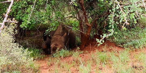 Luxussafari in Tansania in der Nähe des Kilimandscharo