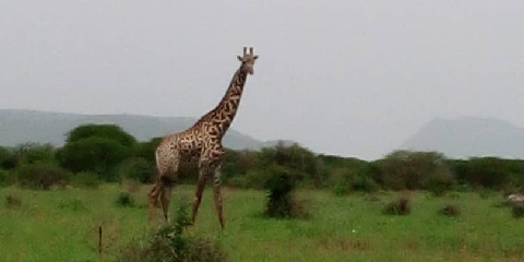 5 Days Group Budget Safari in Tanzania from Dar Es Salaam