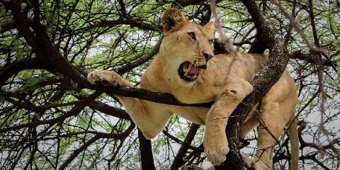 6 Days Private Mid Range Safari from Dar-Es-Salaam