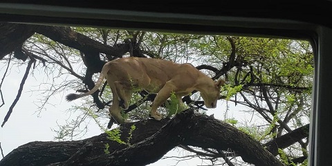 5-dnevni kamping safari v severni Tanzaniji z letališča Kilimanjaro